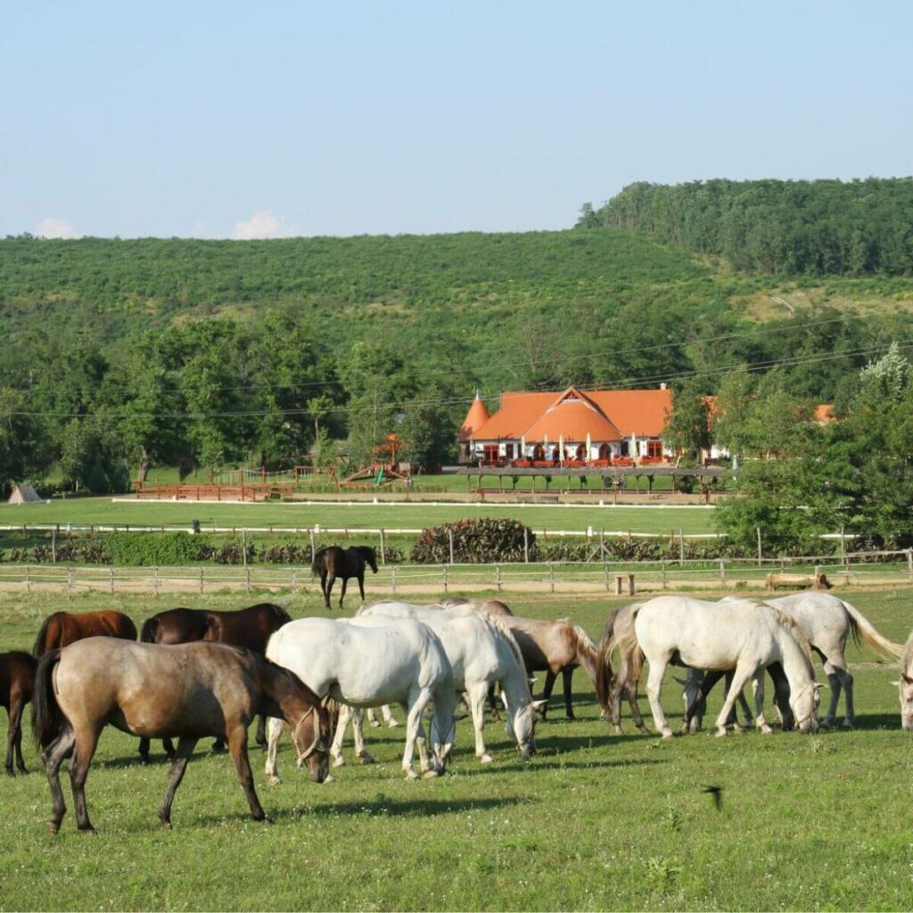 Hungarian Horse Show, day trip from Budapest